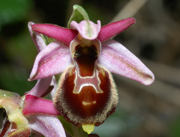 Ophrys thyrrena
